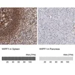 Merck Anti-WIPF1 antibody produced in rabbit