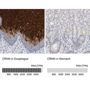 Merck Anti-CRNN antibody produced in rabbit