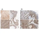 Merck Anti-GCN1 antibody produced in rabbit