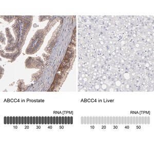 Merck Anti-ABCC4 antibody produced in rabbit