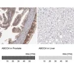 Merck Anti-ABCC4 antibody produced in rabbit