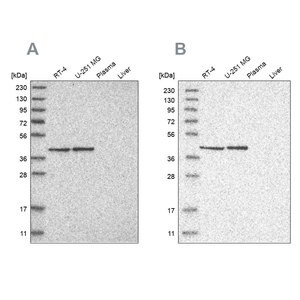 Merck Anti-ERAL1 antibody produced in rabbit