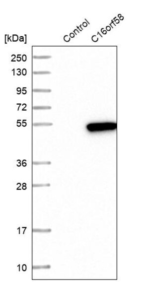 Merck Anti-C16orf58 antibody produced in rabbit