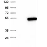 Merck Anti-C16orf58 antibody produced in rabbit