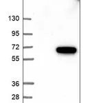 Merck Anti-TMEM102 antibody produced in rabbit