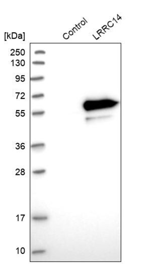 Merck Anti-LRRC14 antibody produced in rabbit