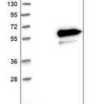 Merck Anti-LRRC14 antibody produced in rabbit