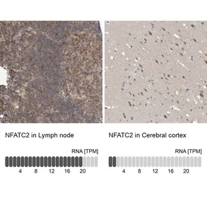 Merck Anti-NFATC2 antibody produced in rabbit