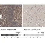 Merck Anti-NFATC2 antibody produced in rabbit