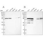 Merck Anti-CCT8 antibody produced in rabbit