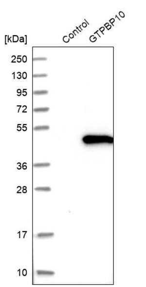 Merck Anti-GTPBP10 antibody produced in rabbit