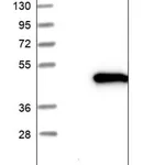 Merck Anti-GTPBP10 antibody produced in rabbit