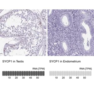 Merck Anti-SYCP1 antibody produced in rabbit