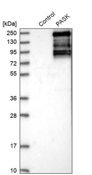 Merck Anti-PASK antibody produced in rabbit
