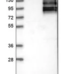 Merck Anti-PASK antibody produced in rabbit