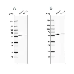 Merck Anti-PDP1 antibody produced in rabbit