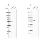 Merck Anti-PDP1 antibody produced in rabbit