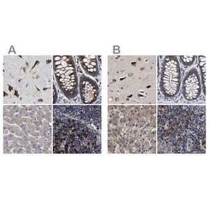Merck Anti-EBAG9 antibody produced in rabbit