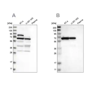 Merck Anti-NOP58 antibody produced in rabbit