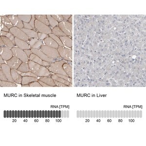 Merck Anti-MURC antibody produced in rabbit