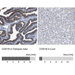 Merck Anti-COX19 antibody produced in rabbit