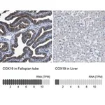 Merck Anti-COX19 antibody produced in rabbit