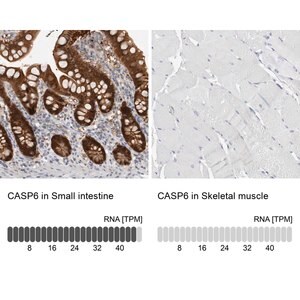 Merck Anti-CASP6 antibody produced in rabbit