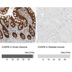 Merck Anti-CASP6 antibody produced in rabbit