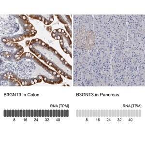 Merck Anti-B3GNT3 antibody produced in rabbit