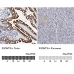 Merck Anti-B3GNT3 antibody produced in rabbit