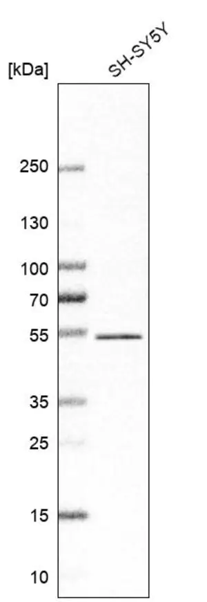 Merck Anti-ZNF704 antibody produced in rabbit