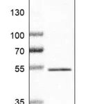 Merck Anti-ZNF704 antibody produced in rabbit