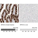 Merck Anti-KRT20 antibody produced in rabbit
