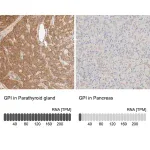 Merck Anti-GPI antibody produced in rabbit