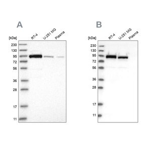 Merck Anti-FAM129B antibody produced in rabbit