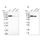 Merck Anti-FAM129B antibody produced in rabbit