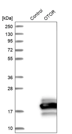 Merck Anti-OTOR antibody produced in rabbit