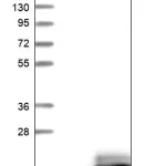 Merck Anti-OTOR antibody produced in rabbit