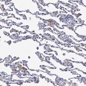 Merck Anti-SVEP1 antibody produced in rabbit