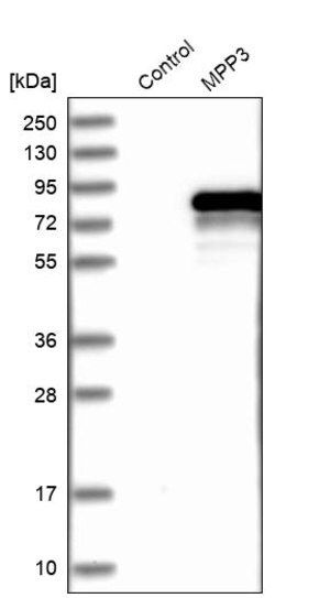 Merck Anti-MPP3 antibody produced in rabbit