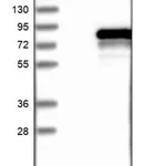 Merck Anti-MPP3 antibody produced in rabbit
