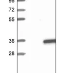 Merck Anti-HTATIP2 antibody produced in rabbit