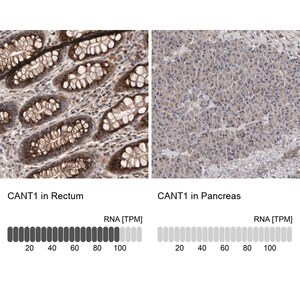 Merck Anti-CANT1 antibody produced in rabbit