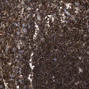 Merck Anti-PTPRE antibody produced in rabbit