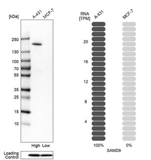 Merck Anti-SAMD9 antibody produced in rabbit