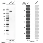Merck Anti-SAMD9 antibody produced in rabbit
