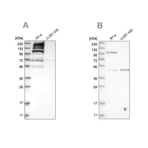 Merck Anti-C1orf112 antibody produced in rabbit