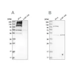 Merck Anti-C1orf112 antibody produced in rabbit
