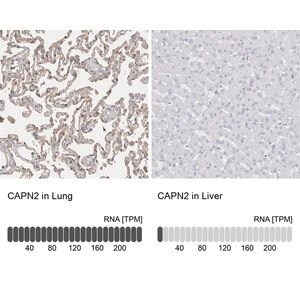 Merck Anti-CAPN2 antibody produced in rabbit