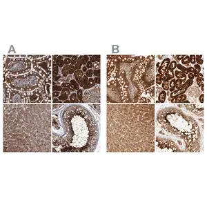 Merck Anti-PCYT2 antibody produced in rabbit